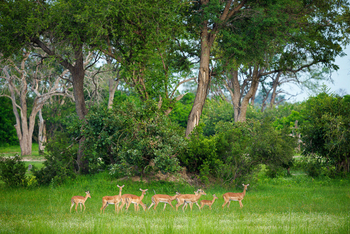 Karangoma Camp: Impalas