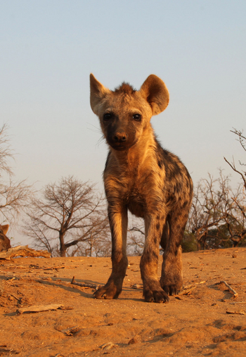 Kavinga Safari Camp: Hyäne