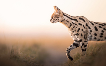 Little Governors' Camp: Serval