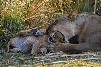 Little Ruckomechi Camp: Löwin mit Jungtier