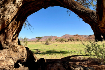 Luna Namib Collection: Baum in der Landschaft