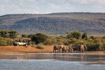 Madikwe Hills Private Game Lodge: Gäste im Safari-Fahrzeug beobachten Elefanten