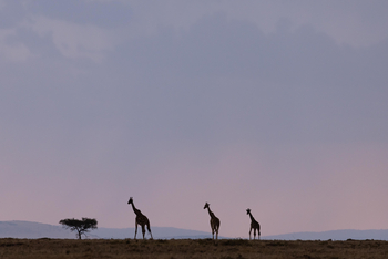 Mahali Mzuri: Giraffensilhouetten