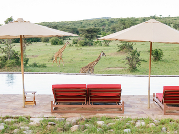 Mara Bushtops: Giraffen am Pool