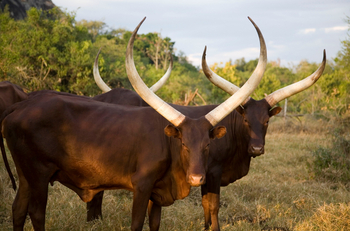 Mihingo Lodge: Ankole-Watusi-Rinder