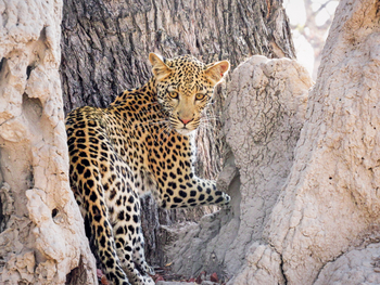 Moremi Game Reserve: Leopard