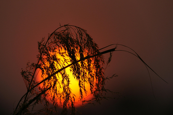 Ndhovu Safari Lodge: Sonnenuntergang