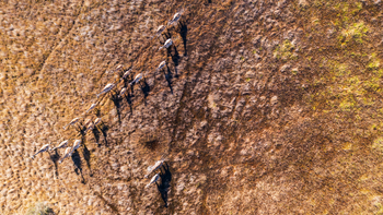 Okavango Explorers Camp Okavango Explorers Camp: Giraffen Luftbild