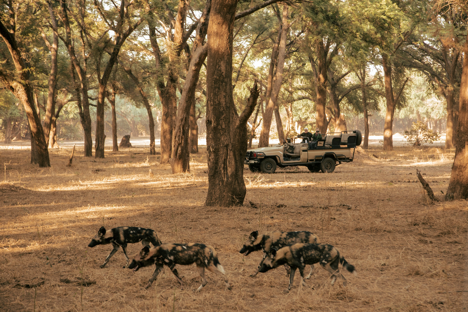 Old Mondoro Camp Old Mondoro Camp: Wildhundrudel