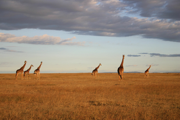 Richard's River Camp: Giraffen