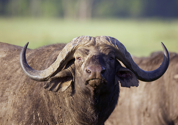 Sanctuary Olonana: Büffel