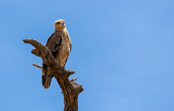Saruni Samburu: Tawny Eagle