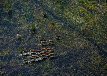 Selinda Explorers Camp Selinda Explorers Camp: Antilopen m Wasser