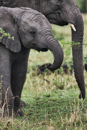 Serian Serengeti Lamai: Elefanten