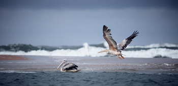 Sette Cama Eco Camp: Pelikane in der Brandung