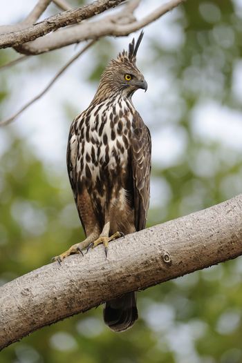 Shergarh Tented Camp: Crested Hawk Eagle
