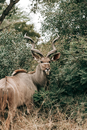 Simbambili Game Lodge: Kudu-Bock