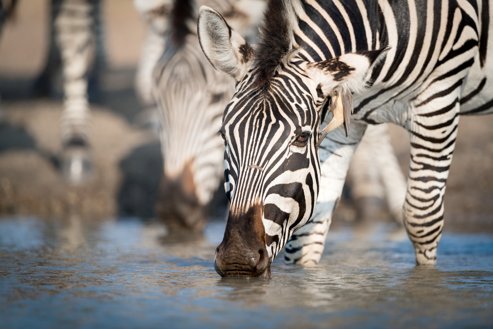 Singita Pamushana Lodge Singita Pamushana Lodge: Trinkendes Zebra