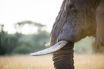 Sinigita Grumeti Game Reserve: Stoßzähne