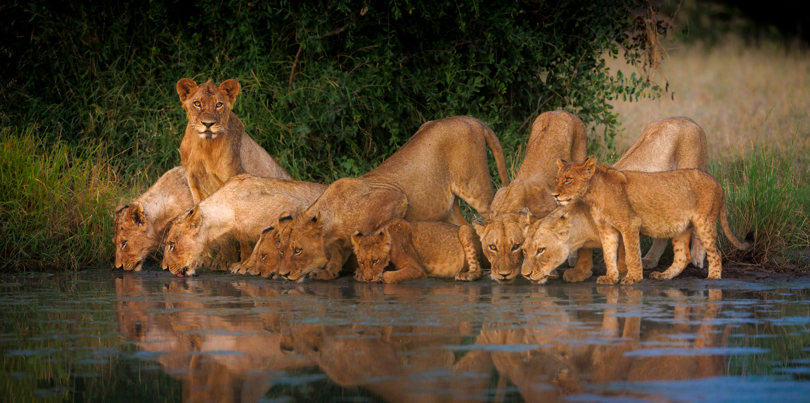 Tanda Tula Safari Camp Tanda Tula Safari Camp: Löwen am Wasserloch