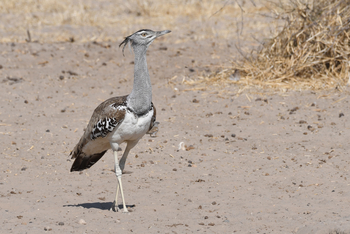 The Dune Camp: Riesentrappe