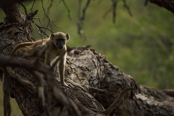 The Hide: Junger Pavian