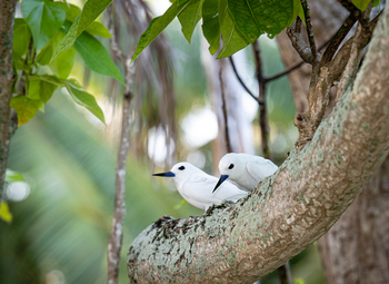 Alphonse Island Lodge: Fairy Terns