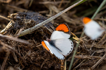 Anantara Tented Camp Kafue River: Schmetterling in warmer Mittagssonne