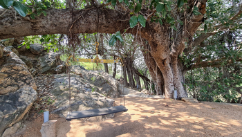 Brij Lakshman Sagar: Banyan Tree