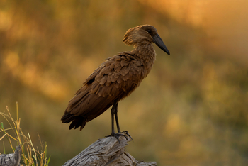Camp Khwai: Hamerkop