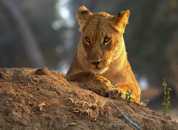 Goliath Tented Camp Goliath Tented Camp: Die Löwin "Spice Girl"