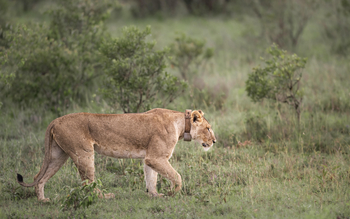 Governors' Mugie: Lion Tracking