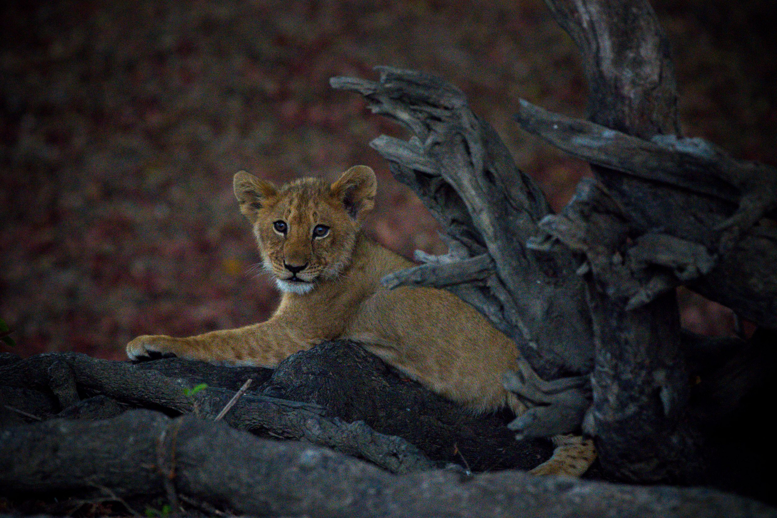 Ila Safari Lodge Ila Safari Lodge: Junger Löwe