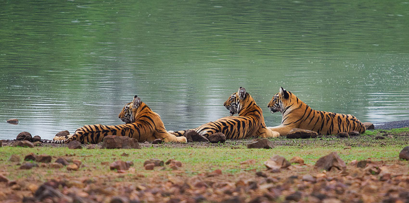 Irai Safari Retreat Irai Safari Retreat: Tigergruppe