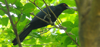 Jim's Jungle Retreat: Asian Koel