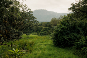 Koroi Forest Camp: Wiese
