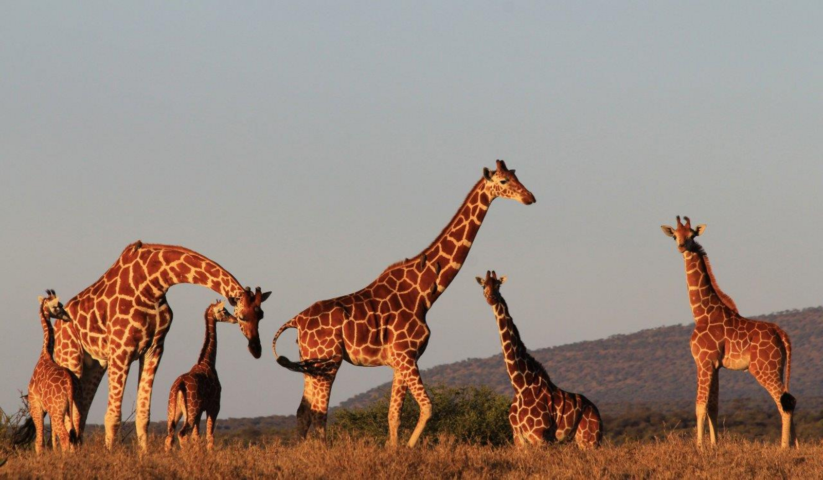 Laikipia Wilderness Camp Laikipia Wilderness Camp: Giraffen