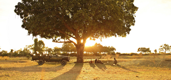 Lion Camp Lion Camp: Safari Break