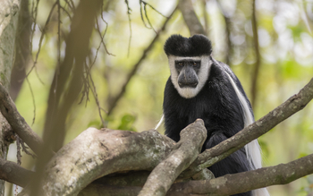 Loldia House: Am Kratersee