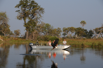 Macatoo Camp: Fischadler