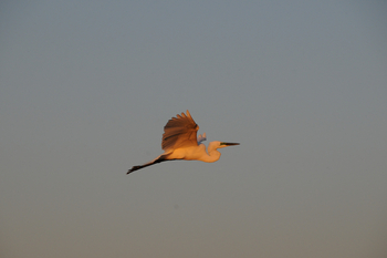 Macatoo Camp: Silberreiher