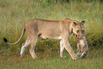 Magashi Camp: Löwin mit Baby