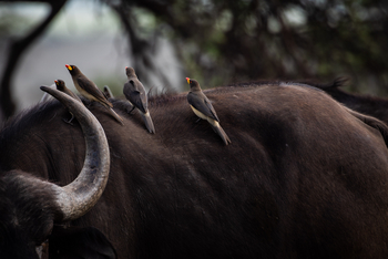 Mahali Mzuri: Oxpeckers