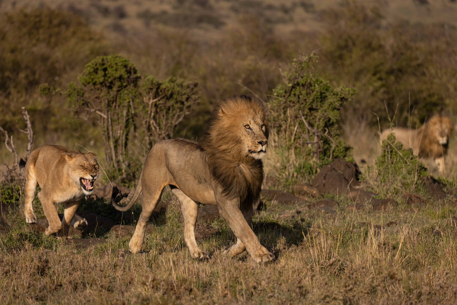 Mahali Mzuri Mahali Mzuri: Paarungszeit