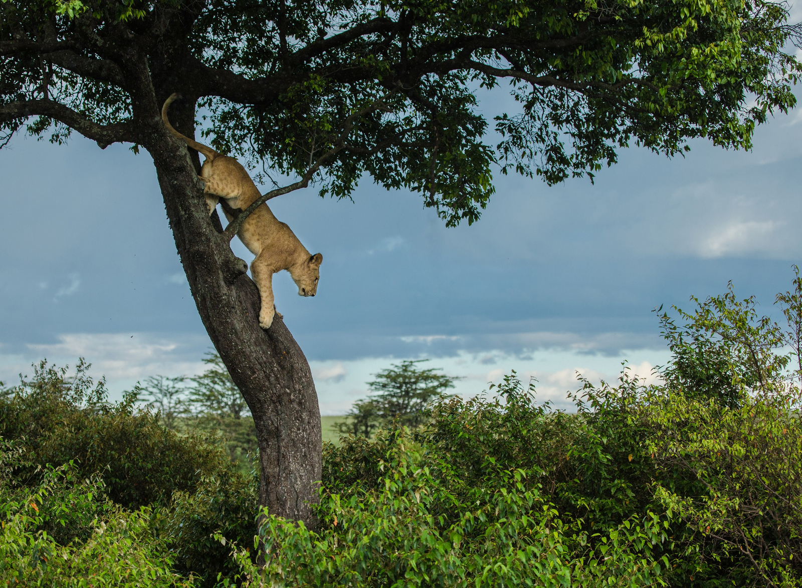 Mara Plains Camp Mara Plains Camp: Kletternder Löwe
