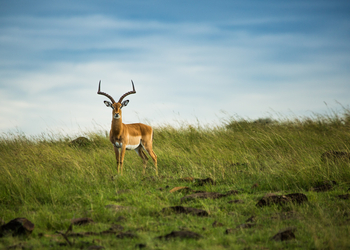 Mara Toto Tree Camp: Impala