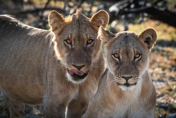 Mogogelo Camp Mogogelo Camp: Löwenportrait