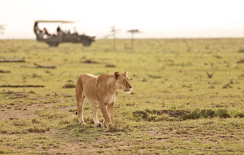 Naboisho Camp: Einzelne Löwin