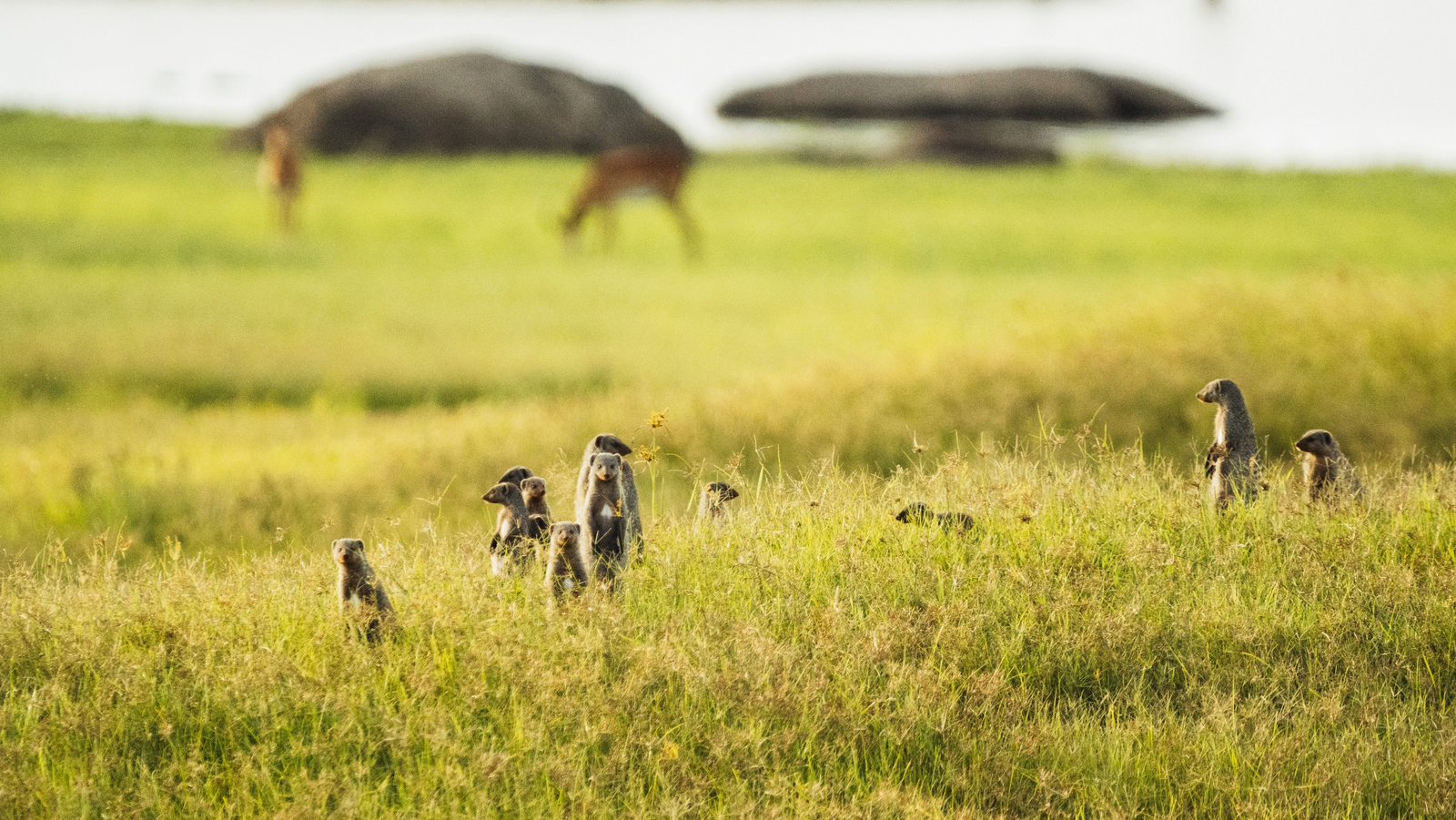 Nanzhila Lake Camp Nanzhila Lake Camp: Streifenmangusten
