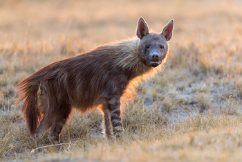 Camp Kalahari Camp Kalahari: Blick einer braunen Hyäne